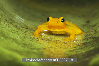 FROG, GOLDEN ROCKET: Golden Rocket Frog (Anomaloglossus beebei), Endemic to giant tank bromeliad plants. Kaieteur Falls, Kaieteur National Park, Guyana