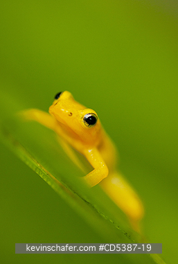 FROG, GOLDEN ROCKET: Golden Rocket Frog (Anomaloglossus beebei), Endemic to giant tank bromeliad plants. Kaieteur Falls, Kaieteur National Park, Guyana