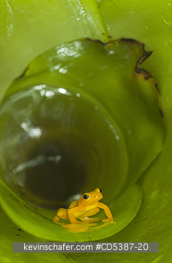 FROG, GOLDEN ROCKET: Golden Rocket Frog (Anomaloglossus beebei), Endemic to giant tank bromeliad plants. Kaieteur Falls, Kaieteur National Park, Guyana