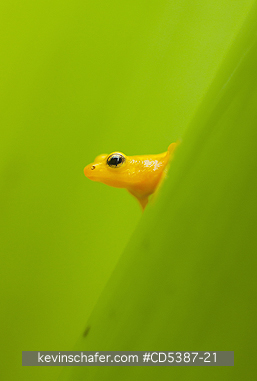 FROG, GOLDEN ROCKET: Golden Rocket Frog (Anomaloglossus beebei), Endemic to giant tank bromeliad plants. Kaieteur Falls, Kaieteur National Park, Guyana
