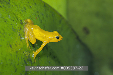 FROG, GOLDEN ROCKET: Golden Rocket Frog (Anomaloglossus beebei), Endemic to giant tank bromeliad plants. Kaieteur Falls, Kaieteur National Park, Guyana