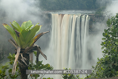 GUYANA, KAIETEUR FALLS: Kaieteur Falls and Bromeliad,  Kaieteur National Park, Guyana