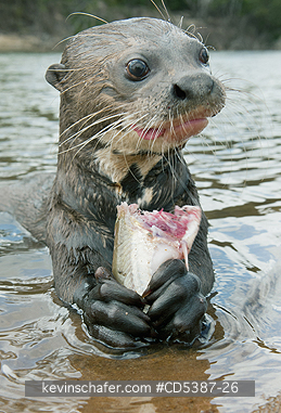 MAMMAL, GIANT OTTER: Giant Otter (Pteronura brasiliensis), Rupununi River, Karanambu Ranch, Guyana  