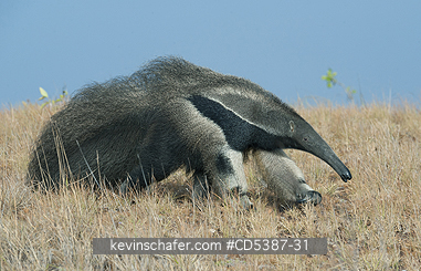 ANTEATER, GIANT: Giant Anteater (Myrmecophaga tridactyla) Rupununi Savannah, Karanambu Ranch, Guyana  WILD