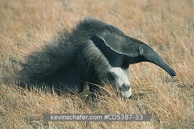 ANTEATER, GIANT: Giant Anteater (Myrmecophaga tridactyla) Rupununi Savannah, Karanambu Ranch, Guyana  WILD