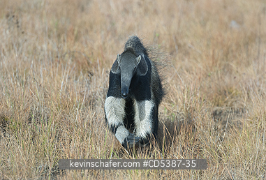 ANTEATER, GIANT: Giant Anteater (Myrmecophaga tridactyla) Rupununi Savannah, Karanambu Ranch, Guyana  WILD
