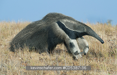 ANTEATER, GIANT: Giant Anteater (Myrmecophaga tridactyla) Rupununi Savannah, Karanambu Ranch, Guyana  WILD