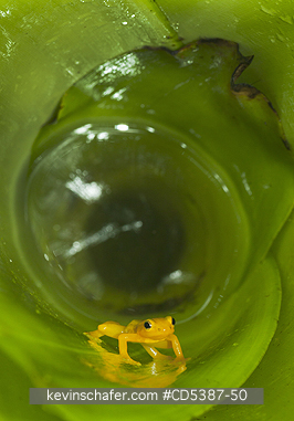 FROG, GOLDEN ROCKET: Golden Rocket Frog (Anomaloglossus beebei), Endemic to giant tank bromeliad plants. Kaieteur Falls, Kaieteur National Park, Guyana