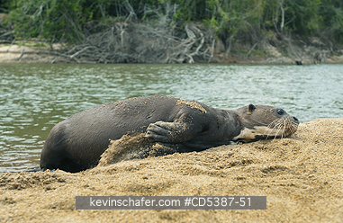 OTTER, GIANT RIVER: Giant Otter (Pteronura brasiliensis), Rupununi River, Karanambu Ranch, Guyana
