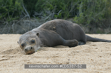 OTTER, GIANT RIVER: Giant Otter (Pteronura brasiliensis), Rupununi River, Karanambu Ranch, Guyana