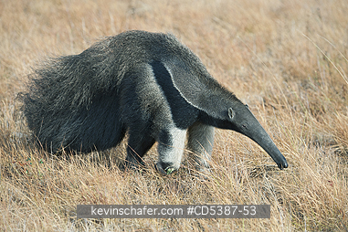 ANTEATER, GIANT: Giant Anteater (Myrmecophaga tridactyla) Rupununi Savannah, Karanambu Ranch, Guyana  WILD