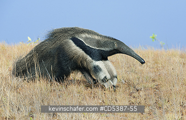 ANTEATER, GIANT: Giant Anteater (Myrmecophaga tridactyla) Rupununi Savannah, Karanambu Ranch, Guyana  WILD