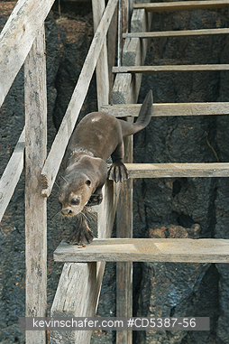 OTTER, GIANT RIVER: Giant Otter (Pteronura brasiliensis), Descending stairs, Rupununi River, Karanambu Ranch, Guyana  