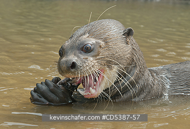 OTTER, GIANT RIVER: Giant Otter (Pteronura brasiliensis), FEEDING, Rupununi River, Karanambu Ranch, Guyana  