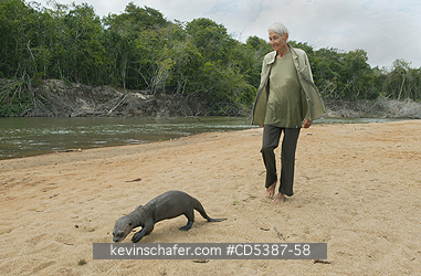 OTTER, GIANT RIVER: Giant Otter (Pteronura brasiliensis), young orphan otter being rehabilitated by conservationist Diane McTurk,  Rupununi River, Karanambu Ranch, Guyana  