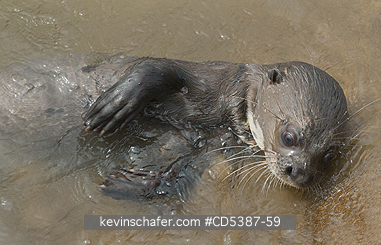 OTTER, GIANT RIVER: Giant Otter (Pteronura brasiliensis),  Rupununi River, Karanambu Ranch, Guyana  