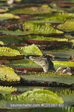 CAIMAN, BLACK: Black Caiman (Melanosuchus niger)among giant water lilies, Rupununi River, Karanambu Ranch, Guyana