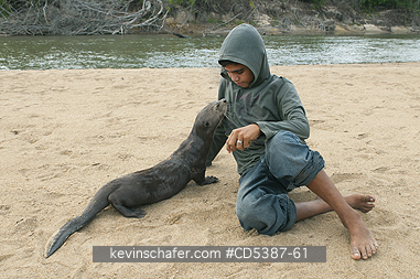 OTTER, GIANT RIVER: Rehabilitating an orphaned Giant Otter (Pteronura brasiliensis), Rupununi River, Karanambu Ranch, Guyana.