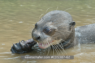 OTTER, GIANT RIVER:  Giant Otter (Pteronura brasiliensis), Feeding, Rupununi River, Karanambu Ranch, Guyana.