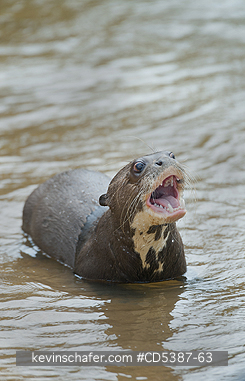 OTTER, GIANT RIVER:  Giant Otter (Pteronura brasiliensis) Rupununi River, Karanambu Ranch, Guyana
