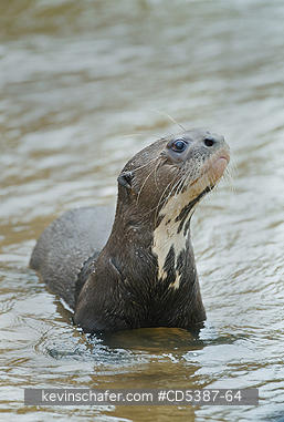 OTTER, GIANT RIVER:  Giant Otter (Pteronura brasiliensis), Rupununi River, Karanambu Ranch, Guyana
