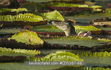 CAIMAN, BLACK: Black Caiman (Melanosuchus niger)among giant water lilies, Rupununi River, Karanambu Ranch, Guyana