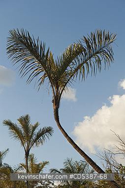 TREE, PALM: Palm tree, Rupununi River, Guyana