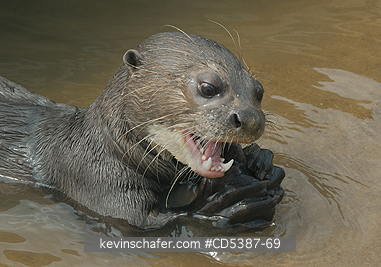 OTTER, GIANT RIVER: Giant Otter (Pteronura brasiliensis), Rupununi River, Karanambu Ranch, Guyana  