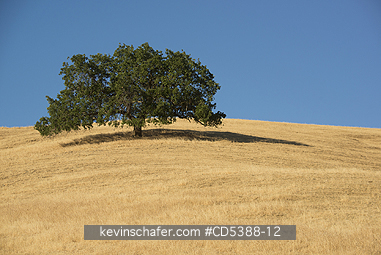 CALIFORNIA, SCENIC: Oak Tree and summer grass, Mt. Diablo State Park, California