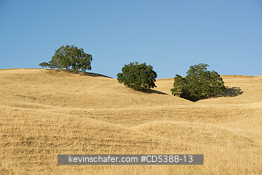 CALIFORNIA, SCENIC: Oak Trees and summer grass, Mt. Diablo State Park, California