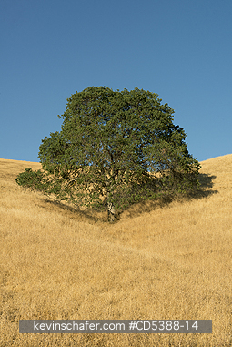 CALIFORNIA, SCENIC: Oak Tree and summer grass, Mt. Diablo State Park, California