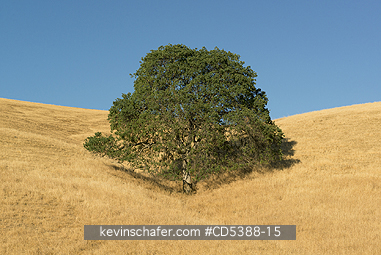 CALIFORNIA, SCENIC: Oak Tree and summer grass, Mt. Diablo State Park, California