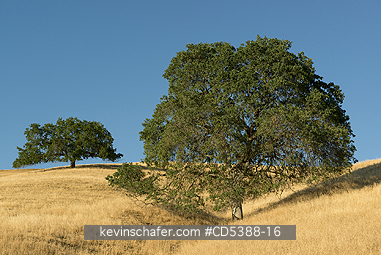 CALIFORNIA, SCENIC: Oak Trees and summer grass, Mt. Diablo State Park, California
