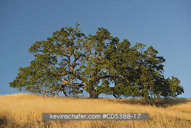 CALIFORNIA, SCENIC: Oak Tree and summer grass, Mt. Diablo State Park, California