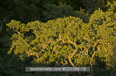 CALIFORNIA, SCENIC: Oak Tree DETAIL AT SUNSET, Mt. Diablo State Park, California