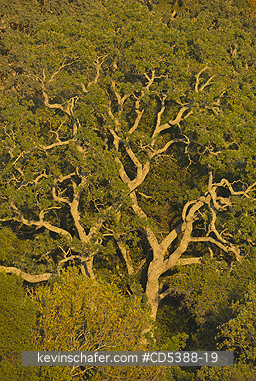 CALIFORNIA, SCENIC: Oak Tree detail at sunset,  Mt. Diablo State Park, California
