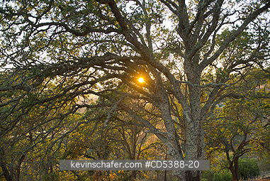 CALIFORNIA, SCENIC: Oak Trees at sunset, Mt. Diablo State Park, California