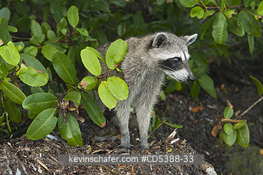 RACCOON, PYGMY: Pygmy Raccoon (Procyon pygmaeus) Critically endangered, Cozumel Island, Mexico. Less than 500 remain in existence.