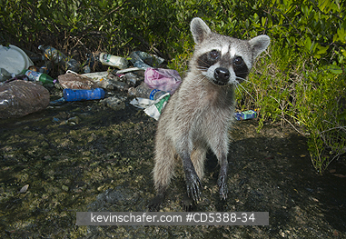 RACCOON, PYGMY: Pygmy Raccoon (Procyon pygmaeus) Critically endangered, Cozumel Island, Mexico. Less than 500 remain in existence.