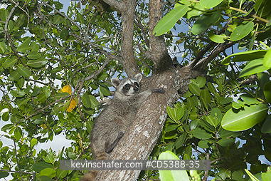 RACCOON, PYGMY: Pygmy Raccoon (Procyon pygmaeus) Critically endangered, Cozumel Island, Mexico. Less than 500 remain in existence.