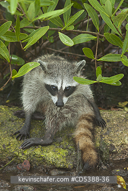 RACCOON, PYGMY: Pygmy Raccoon (Procyon pygmaeus) Critically endangered, Cozumel Island, Mexico. Less than 500 remain in existence.