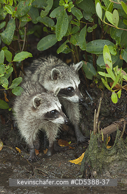 RACCOON, PYGMY: Pygmy Raccoon (Procyon pygmaeus) Critically endangered, Cozumel Island, Mexico. Less than 500 remain in existence.