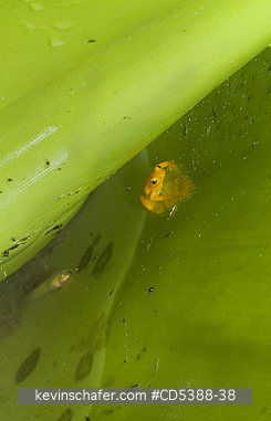 FROG, ROCKET: Golden Rocket Frog ( Anomaloglossus beebei), and tadpole, Endemic to giant tank bromeliad plants. Kaieteur Falls, Kaieteur National Park, Guyana