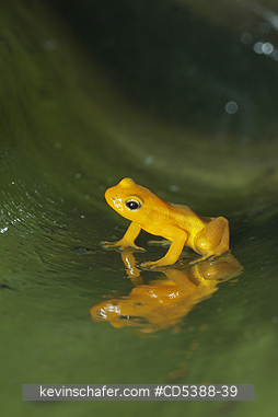 FROG, GOLDEN ROCKET: Golden Rocket Frog ( Anomaloglossus beebei), Endemic to giant tank bromeliad plants. Kaieteur Falls, Kaieteur National Park, Guyana