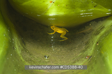 FROG, GOLDEN ROCKET: Golden Rocket Frog ( Anomaloglossus beebei), Endemic to giant tank bromeliad plants. Kaieteur Falls, Kaieteur National Park, Guyana
