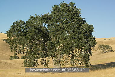 CALIFORNIA, SCENIC: Oak Tree and golden summer grassland, Mt. Diablo State Park, California