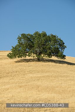 CALIFORNIA, SCENIC: Oak Tree and golden summer grassland, Mt. Diablo State Park, California