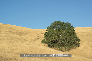 CALIFORNIA, SCENIC: Oak Tree and golden summer grassland, Mt. Diablo State Park, California