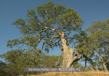 TREES: Gnarled Oak Tree, Mt. Diablo State Park, California