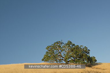 CALIFORNIA, SCENIC: Oak Tree and golden summer grassland, Mt. Diablo State Park, California